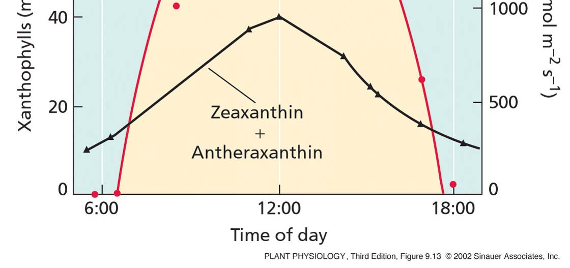 Zeaksantin + anteraksantin čas