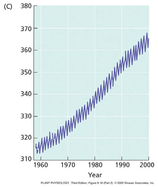 Koncentracija CO 2 in fotosinteza Dejstvo: Koncentracija CO 2 je omejujoč dejavnik fotosinteze Kako zagotoviti zadosti CO 2 v listu?