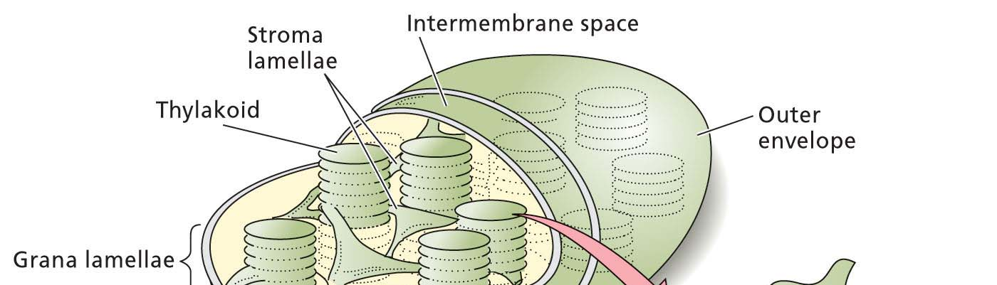 KLOROPLAST Stroma lamele Notranja