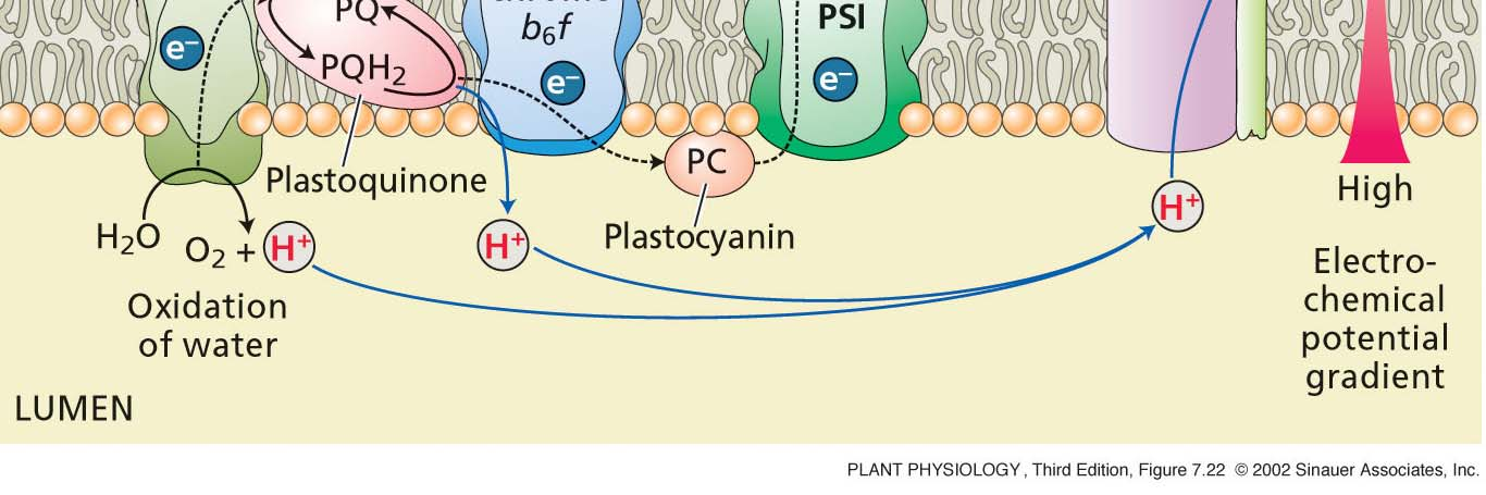 plastokinon