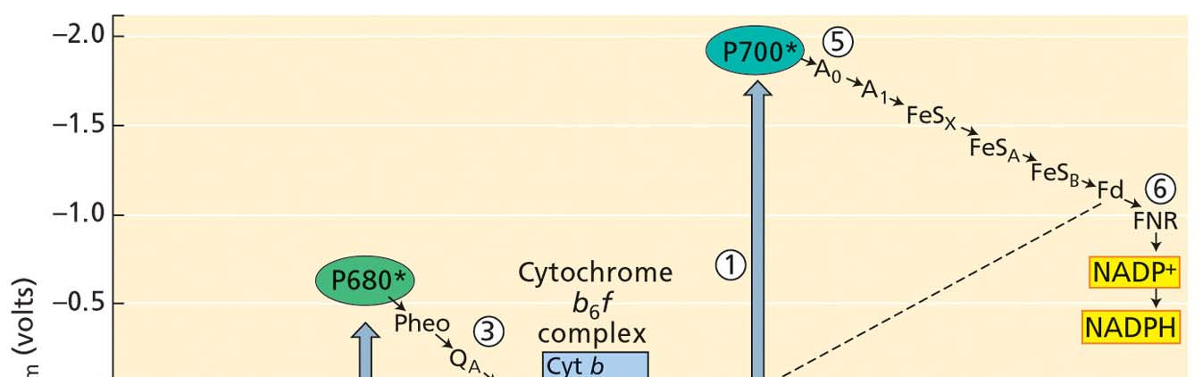 Citokrom b6f kompleks