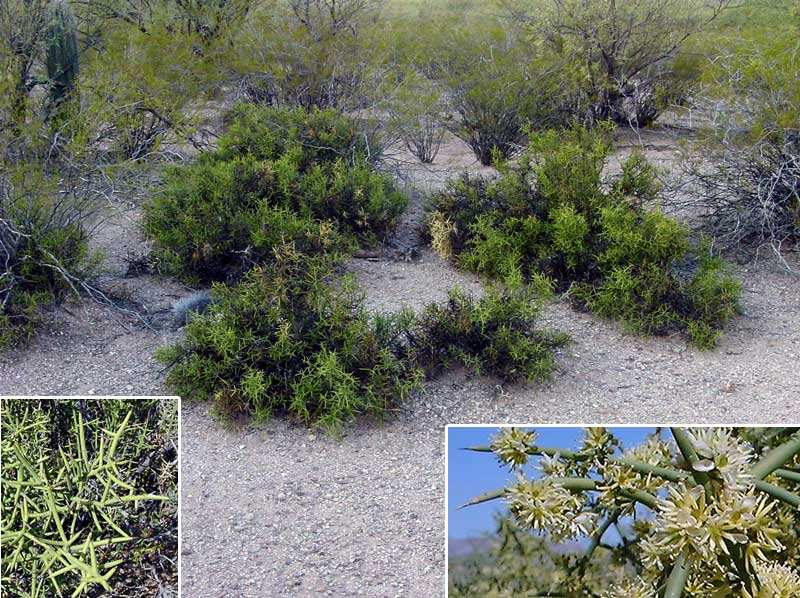 Koeberlinia spinosa koren se proteže u