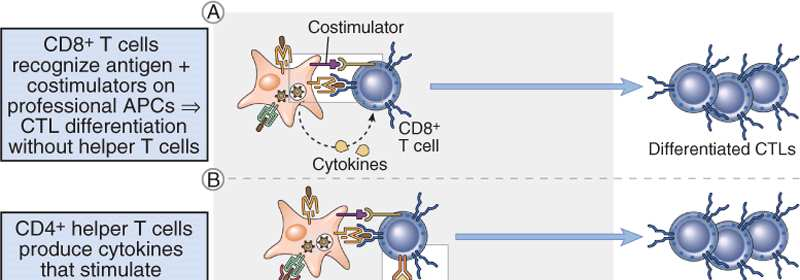 Ενεργοποίηση CD8 + T κυττάρων Role of costimulation and helper T cells in the differentiation of CD8 + T lymphocytes.