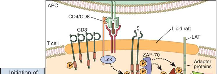 Ενεργοποίηση ΜΠ Intracellular signaling events during T cell activation.