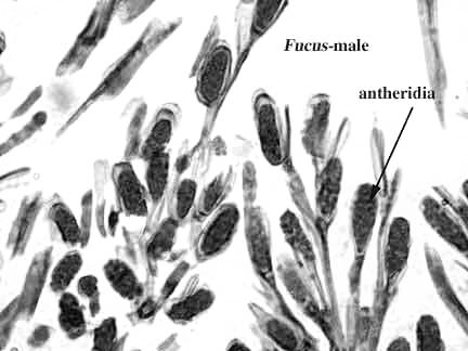 Γένος Fucus, ανθηρίδια στο