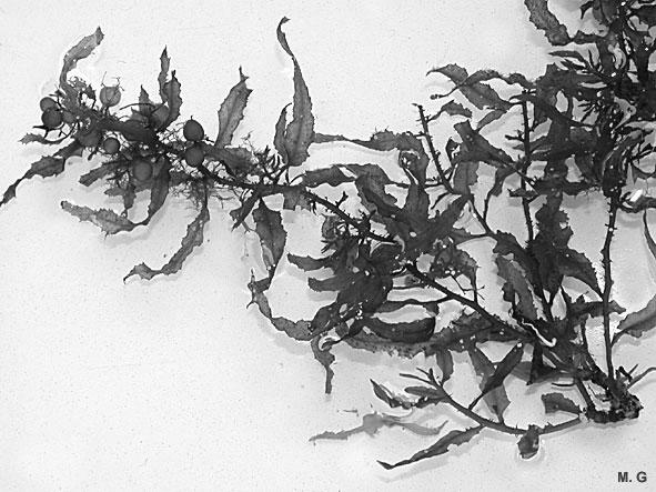 Πελαγικές μορφές του Sargassum επιπλέουν κατά μάζες στον Ατλαντικό ωκεανό, ΒΑ των Αντιλλών,