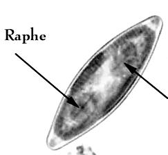 8. Α. Centricae. Β.