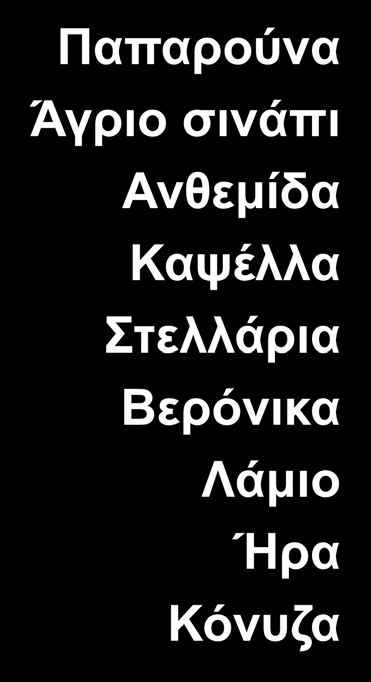 Σημαντικότερα ζιζάνια Χειμερινά Παπαρούνα