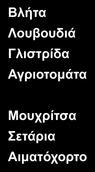 Βερόνικα Λάμιο Ήρα Κόνυζα Πολυετή