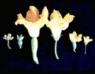 ΠΕΡΙΓΡΑΦΗ ΦΥΤΟΥ Το αγγούρι είναι φυτό ποώδες, ετήσιο, µε βλαστούς µακρούς, γωνιώδεις και τριχωτούς που διακλαδίζονται και έρπουν ή µε τη βοήθεια των ελίκων αναρριχώνται ( ηµητράκης, 1998).