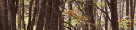 CARNIVORA Ursidae