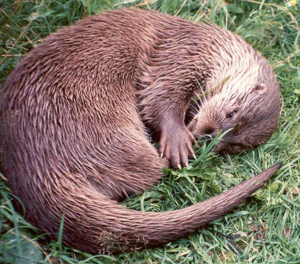 Mustelidae Lutrinae Lutra lutra