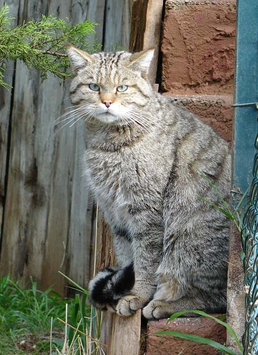 CARNIVORA Felidae ΦΩΤΟ.: ΤΤΙΚΟ ΖΩΟΛΟΓΙΚΟ ΠΡΚΟ.Ε.