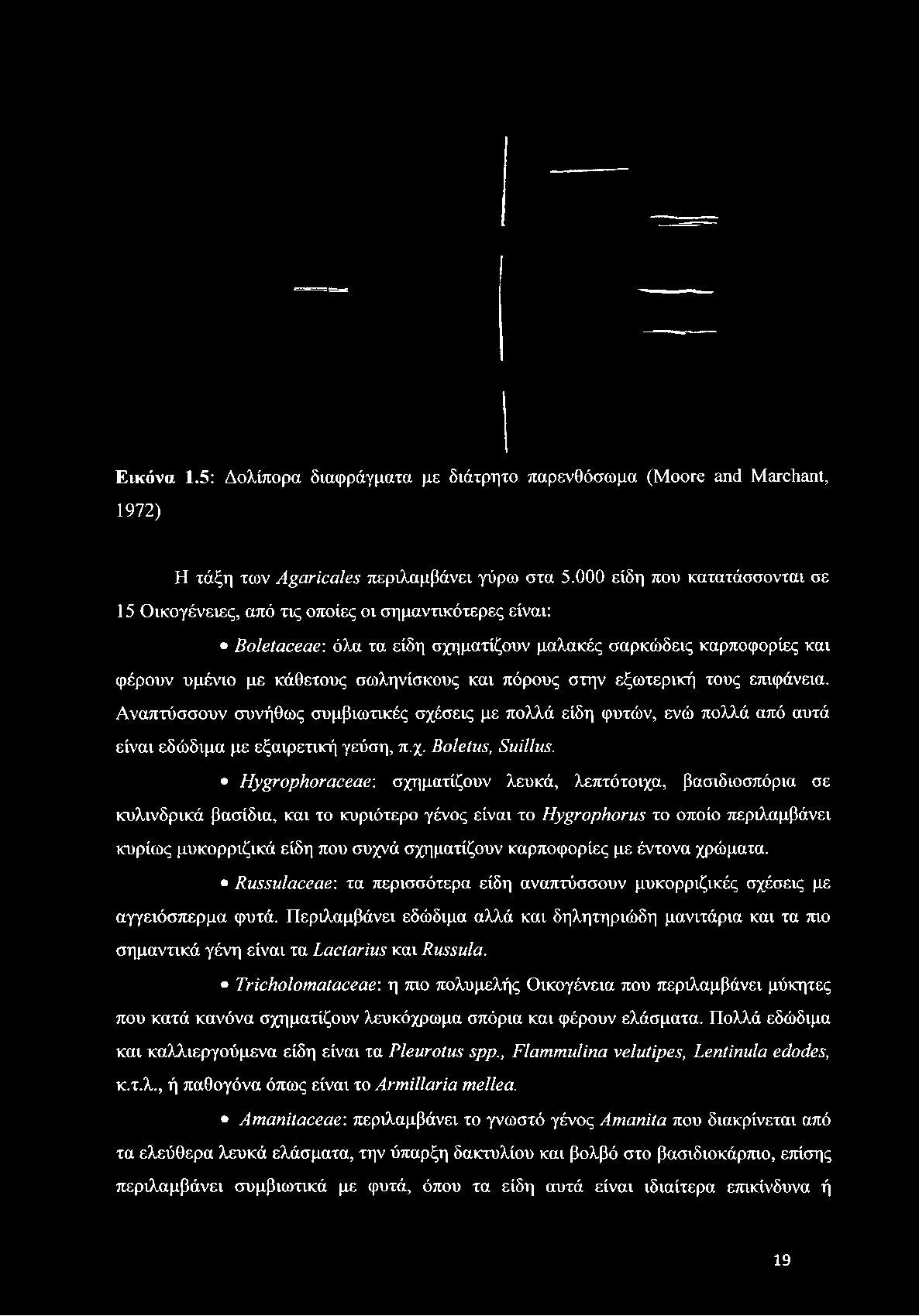 πόρους στην εξωτερική τους επιφάνεια. Αναπτύσσουν συνήθως συμβιωτικές σχέσεις με πολλά είδη φυτών, ενώ πολλά από αυτά είναι εδώδιμα με εξαιρετική γεύση, π.χ. Boletus, Suillus.