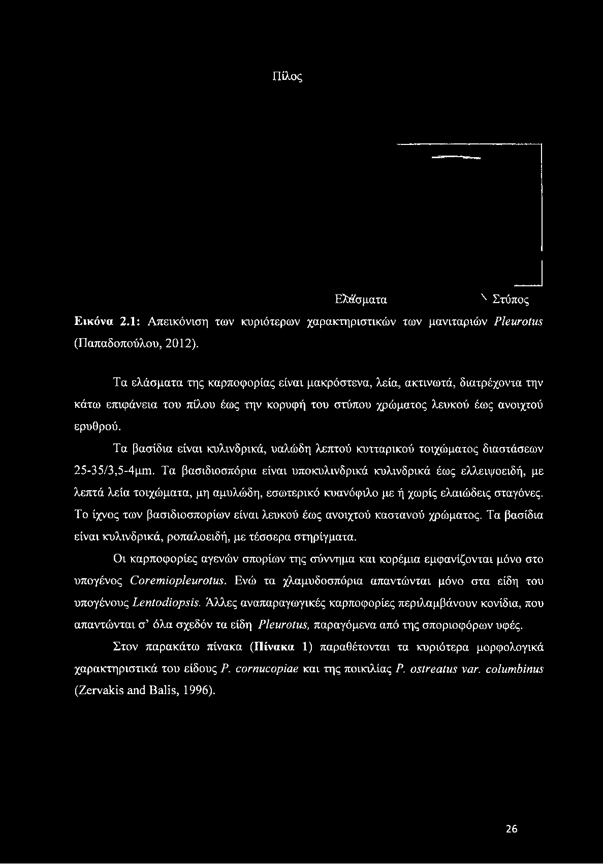 Τα βασίδια είναι κυλινδρικά, υαλώδη λεπτού κυτταρικού τοιχώματος διαστάσεων 25-35/3,5-4μπι.