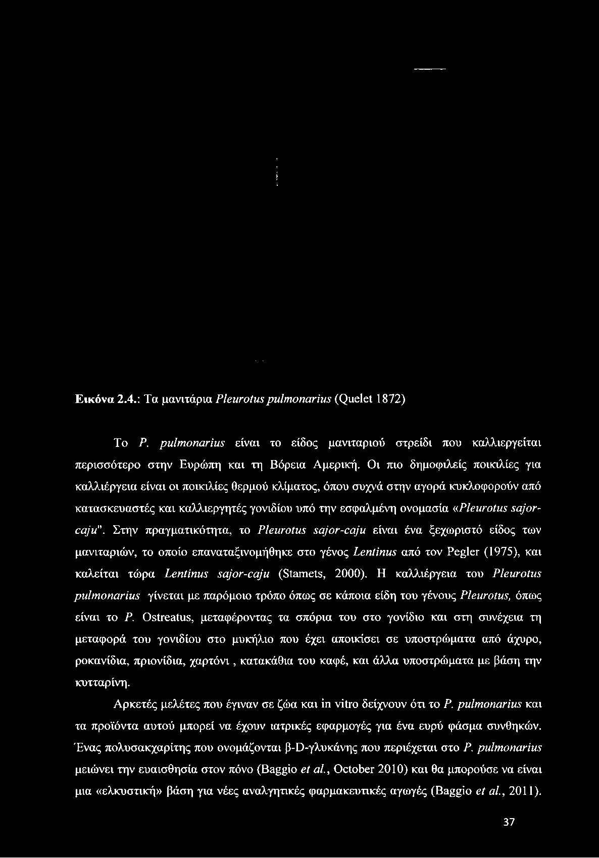 Εικόνα 2.4.: Τα μανιτάρια P le u r o tu s p u lm o n a r iu s (Quelet 1872) To P. p u lm o n a r iu s είναι το είδος μανιταριού στρείδι που καλλιεργείται περισσότερο στην Ευρώπη και τη Βόρεια Αμερική.