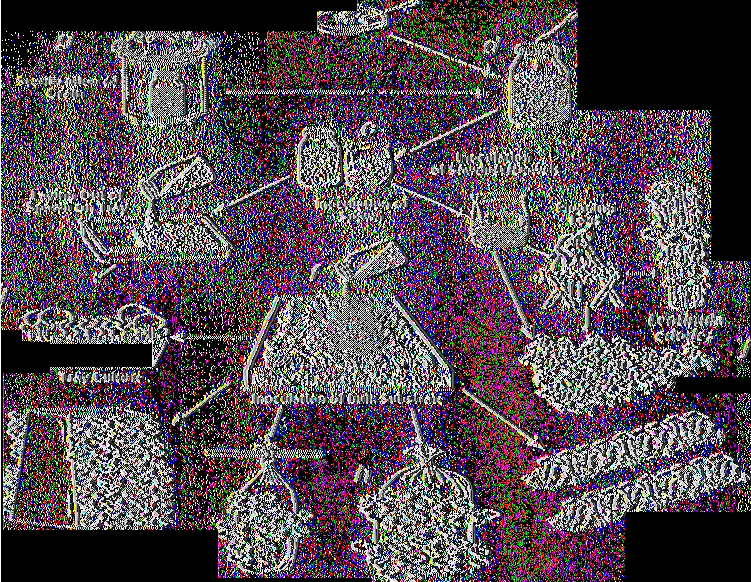 ETC.) I n o c u la tio n o f C r a in L o g C u ltu r e A g a ric u s