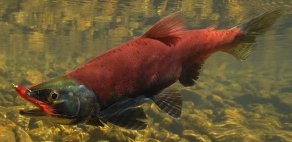 «kokanee» βρίσκεται