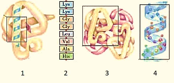 το ένζυμο Α είναι εξωκυτταρικό και το Β ενδοκυτταρικό. Δ. το ένζυμο Α είναι ενδοκυτταρικό και το Β εξωκυτταρικό. 10. Ποιο από τα παρακάτω αναπαριστά τη δομή ενός νουκλεοτιδίου; Α.