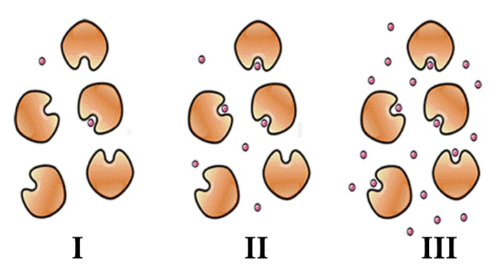 18. Ποιο από τα παρακάτω δεν λαμβάνει χώρα κατά τη διάρκεια της μιτωτικής διαίρεσης; Α. συμπύκνωση χρωμοσωμάτων Β. αντιγραφή του DNA Γ. σχηματισμός ατράκτου Δ. διαχωρισμός αδελφών χρωματίδων 20.