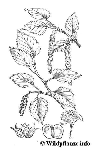Uveď botanický názov plodu znázornený na príslušnej kresbe.