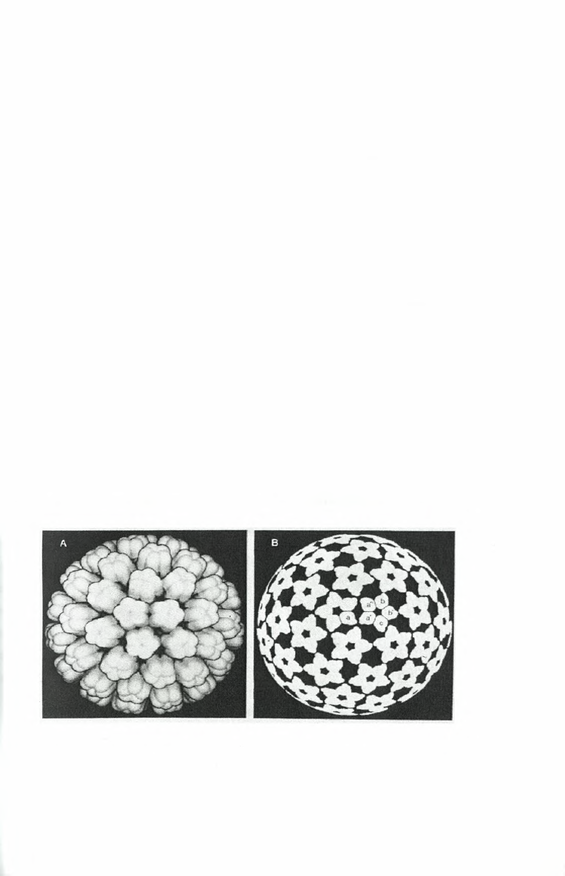 4. Δομή του HPV 4.1 Καψίδιο Οι papilloma ιοί είναι μικροί σφαιρικοί DNA ιοί με 55-60nm διάμετρο, χωρίς εξωτερικό περίβλημα.
