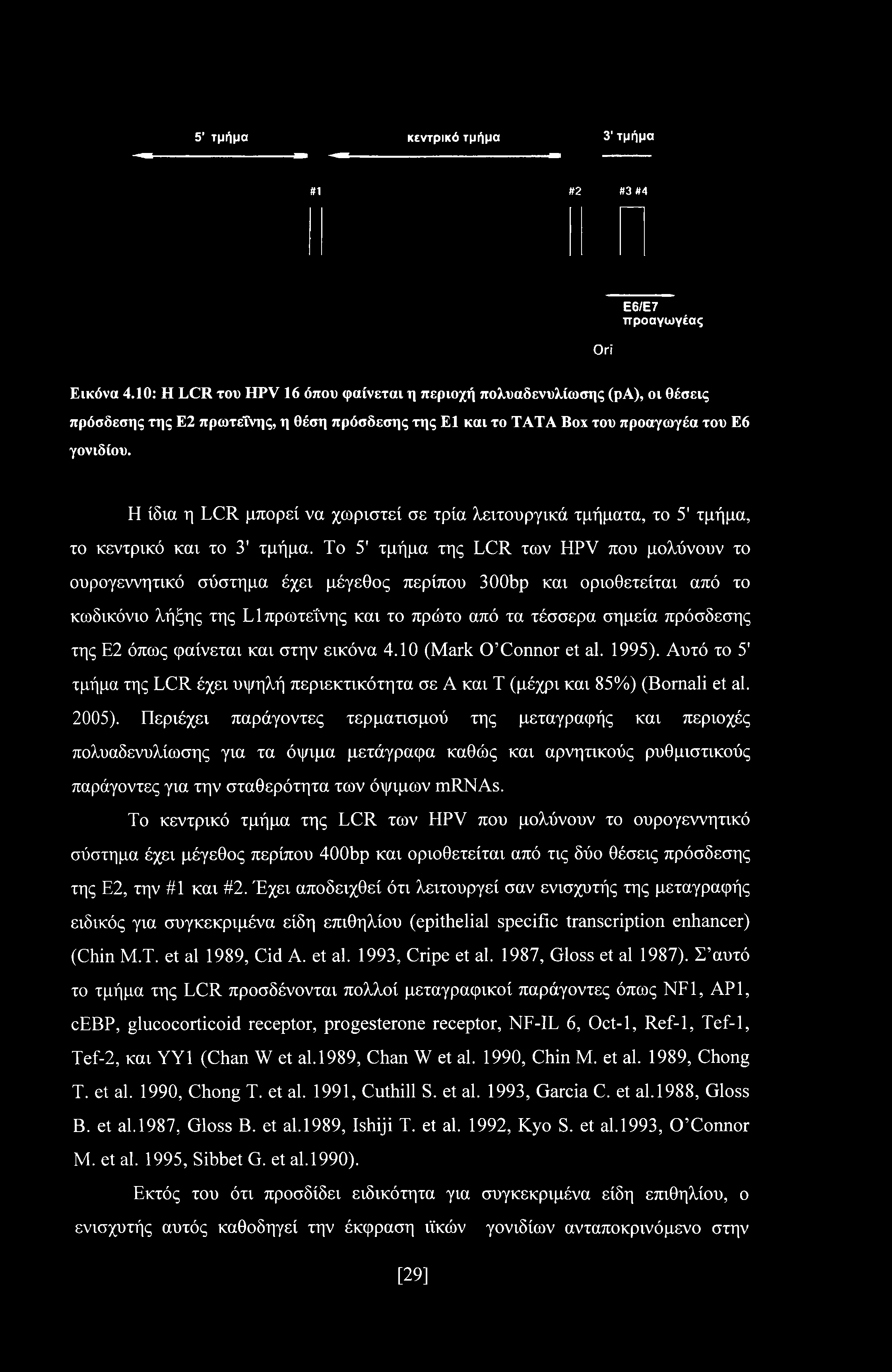 Η ίδια η LCR μπορεί να χωριστεί σε τρία λειτουργικά τμήματα, το 5' τμήμα, το κεντρικό και το 3' τμήμα.
