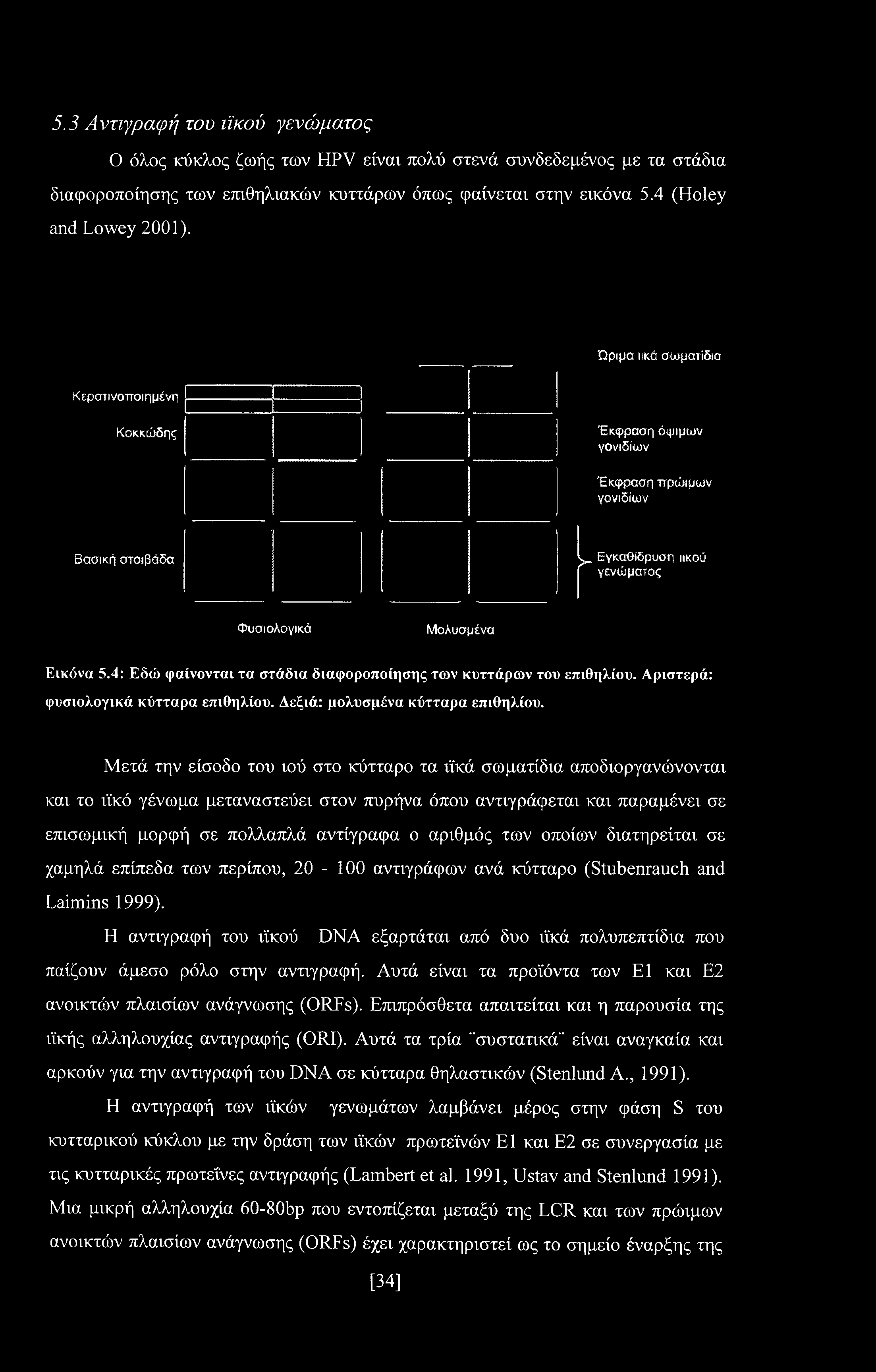 4: Εδώ φαίνονται τα στάδια διαφοροποίησης των κυττάρων του επιθηλίου. Αριστερά: φυσιολογικά κύτταρα επιθηλίου. Δεξιά: μολυσμένα κύτταρα επιθηλίου.