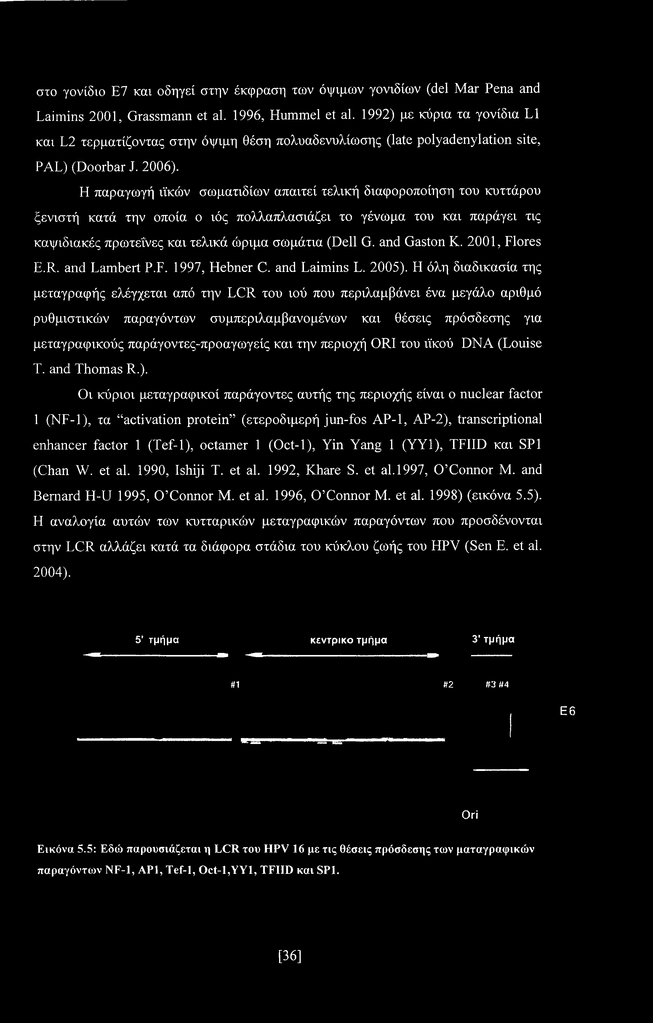 Η παραγωγή ιϊκών σωματιδίων απαιτεί τελική διαφοροποίηση του κυττάρου ξενιστή κατά την οποία ο ιός πολλαπλασιάζει το γένωμα του και παράγει τις καψιδιακές πρωτεΐνες και τελικά ώριμα σωμάτια (Dell G.