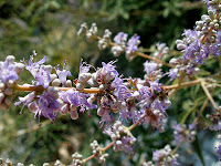 Από: http://istath.blogspot.gr Το Agnus Castus (λυγαριά, Vitex agnus castus) αποτελεί μέλος της οικογένειας Verbenaceae (βερβένα) και προέρχεται από τη Μεσόγειο και την Ασία.