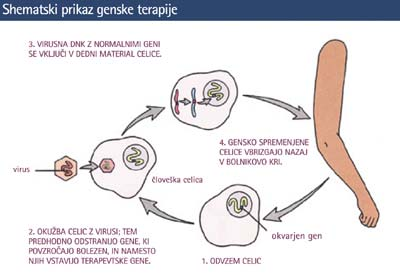 6.2 Genska terapija Do danes so bili izvedeni klinični poskusi genskega zdravljenja za nekatere dedne bolezni, kot so cistična fibroza, različne oblike raka, hemofilija, družinska