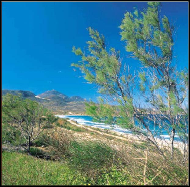 Παράδειγμα της φυτοκάλυψης στο αποκατεστημένο λατομείο της Αχιβαδολίμνης δίδεται στις φωτογραφίες των