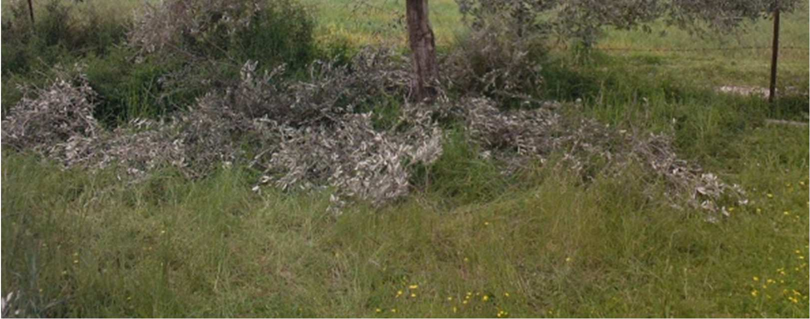 κλάδεμα που είχε γίνει ήταν πολύ ελαφρύ και θα