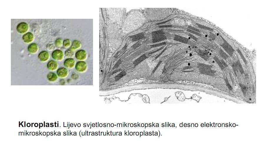 115 Kloroplasti: lijevo svjetlosno-mikroskopska slika; desno elektronskomikroskopska slika Fotosinteza (reakcije na svijetlu i reakcije u tami) 1.