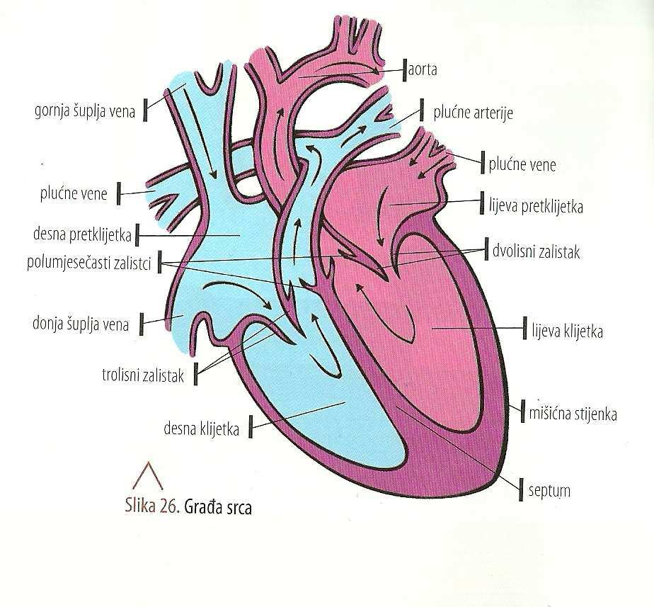 136 aorta donja šuplja vena plućne arterije plućne vene desna pretklijetka polumjesečasti zalisci donja šuplja vena donja šuplja vena plućne vene lijeva pretklijetka dvolisni zalistak lijeva klijetka