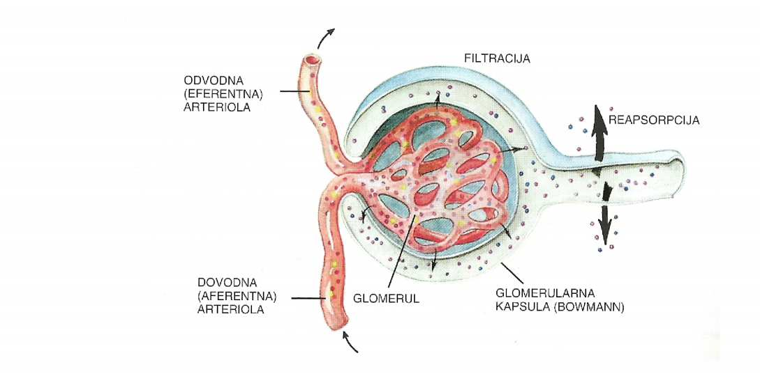 155 odvodna arteriola filtracija reapsorpcija dovodna arteriola glomerul