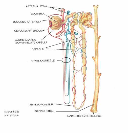 arteriola odvodna arteriola Bowmannova čahura kapilare ravne krvne žile