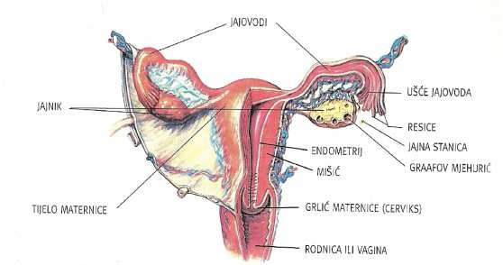 172 jajovodi jajnik endometrij mišić ušće jajovoda resice jajne stanice Graafov mjehurić tijelo maternice grlić maternice rodnica ili vagina Ženski mokraćno spolni sustav Dijelovi menstrualnog