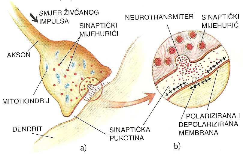 186 Provođenje živčanog impulsa i procesi u sinapsi SINAPSA mjesto prelaska živčanog impulsa s jednog neurona na drugi neuron ili na mišićnu ili žijezdanu stanicu.