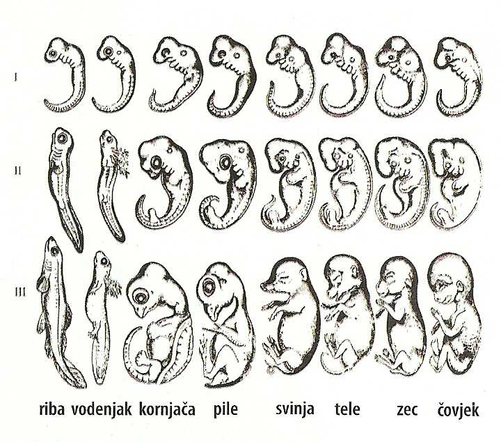 232 Faze embrionalnog razvoja Dokazi iz molekularne biologije Na osnovi sličnosti i razlika sljedova baza DNA može se ustvrditi srodnost organizama, tj.