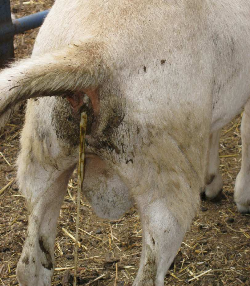249 nametništvo: trakavica živi parazitski u probavilu sisavaca predatorstvo odnos grabežljivca i plijena predatorstvo: zmija lovi i jede male glodavce Kako