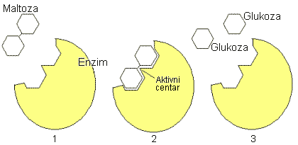 BIOLOGIJA SKRIPTA ZA DRŽAVNU MATURU. Marko Galić Kristina Kučanda - PDF  Free Download