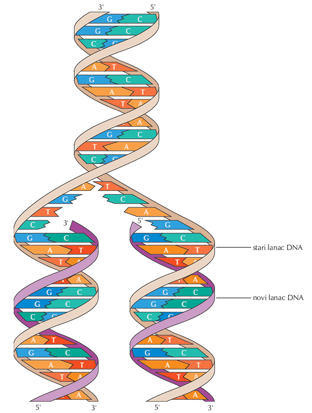 29 stari lanac DNA novi lanac DNA Replikacija DNA Razlika DNA i RNA dušične baze DNA adenin, gvanin, timin, citozin RNA adenin, gvanin, uracil, citozin broj lanaca dva jedan pentoza deoksiriboza