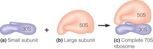 U matriksu DNA, RNA i ribosoma (sintetiziraju mali broj proteina) Uloga mitohondrija: u njima se odvija proces staničnog disanja (biološke oksidacije) tako stanica dolazi do potrebne energije