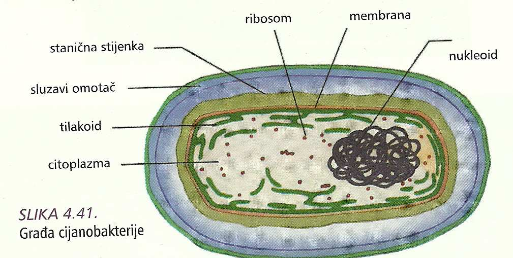 63 Imaju sustav unutarnjih membrana tilakoide na njihovoj se površini nalazi klorofil (proces fotosinteze). Mogu imati i druge pigmente (crvene, žute, smeđe, crne). Veće su od ostalih bakterija.