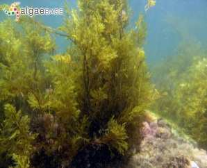 plazmodij; niže gljive algašice (peronospora i sive plijesni) SLUZAVCI ili KORJENONOŠCI Krednjaci Amebe Sunašca Zrakaši AMEBA