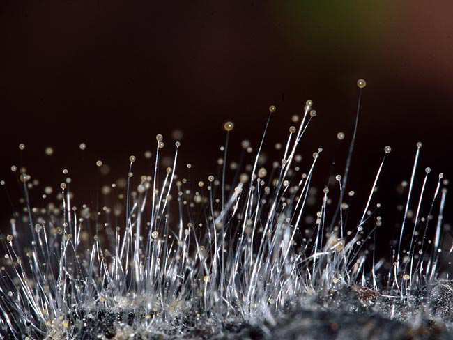 82 Peronospore žive kao paraziti na biljkama (peronospora vinove loze i peronospora krumpira) za razvitak je potrebna voda tijekom vlažnih godina, ljetnih kiša peronospore uzrokuju velike štete u