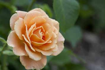 REMY MARTINO Υπέροχο τριαντάφυλλο σε τόνους χάλκινου, πορτοκαλί και χρυσαφένιου χρωματισμού.
