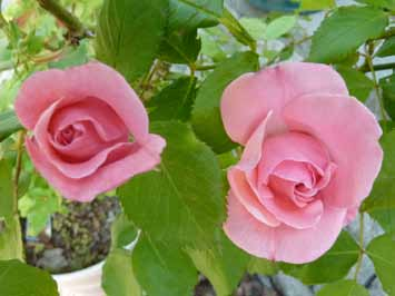 Εύρωστο φυτό όρθιας ανάπτυξης με ελάχιστα εώς καθόλου αγκάθια. QUEEN ELIZABETH Μία από τις ομορφότερες ροζ ποικιλίες τριανταφυλλιάς.