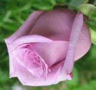 PURPLE BEAUTY Υπέροχο καλοσχηματισμένο τριαντάφυλλο με θαυμάσιο